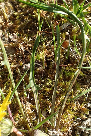 Taraxacum multilepis \ Reichschuppiger Sumpf-L�wenzahn / Many-Scaled Marsh Dandelion, D Konstanz 24.4.2018