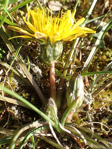 Taraxacum multilepis \ Reichschuppiger Sumpf-L�wenzahn / Many-Scaled Marsh Dandelion, D Konstanz 24.4.2018