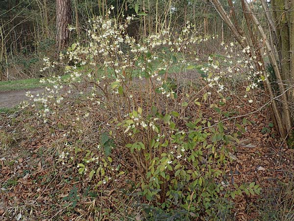 Lonicera fragrantissima \ Winter-Heckenkirsche, Duft-Heckenkirsche / Winter Honeysuckle, D Mannheim 28.2.2020