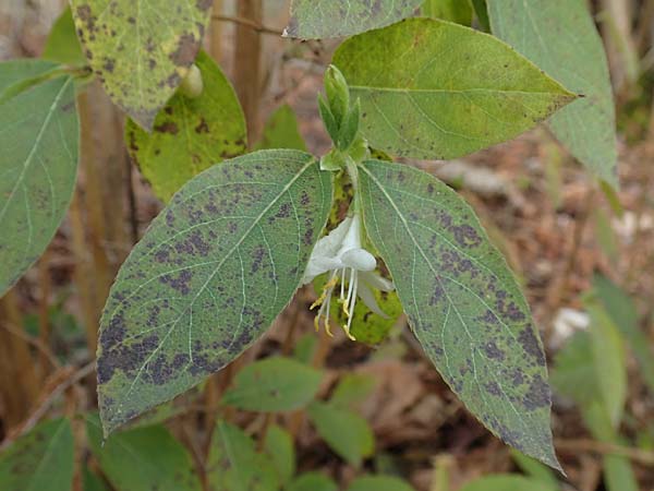 Lonicera fragrantissima \ Winter-Heckenkirsche, Duft-Heckenkirsche / Winter Honeysuckle, D Mannheim 28.2.2020