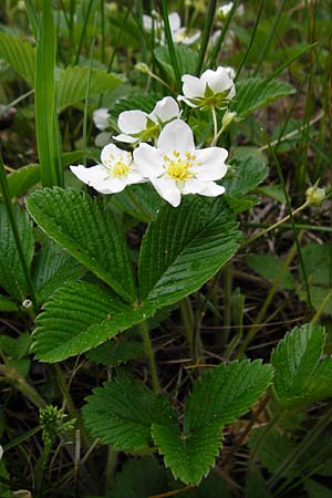 Fragaria viridis \ Knack-Erdbeere, H�gel-Erdbeere / Green Strawberry, D &Ouml;stringen-Eichelberg 30.4.2015