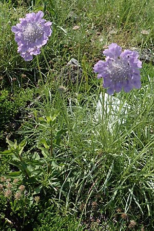 Lomelosia graminifolia \ Grasbl�ttrige Skabiose / Grass-Leaved Scabious, D Botan. Gar.  Universit.  T&uuml;bingen 6.6.2018
