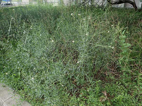 Lepidium graminifolium \ Grasbl�ttrige Kresse / Tall Pepperwort, D Heidelberg 11.7.2021