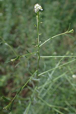 Lepidium graminifolium \ Grasbl�ttrige Kresse / Tall Pepperwort, D Heidelberg 11.7.2021