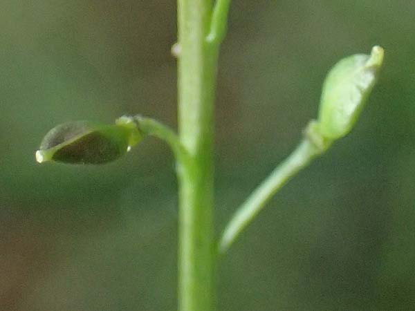 Lepidium graminifolium \ Grasbl�ttrige Kresse / Tall Pepperwort, D Heidelberg 11.7.2021