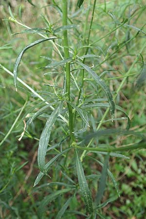 Lepidium graminifolium \ Grasbl�ttrige Kresse / Tall Pepperwort, D Heidelberg 11.7.2021