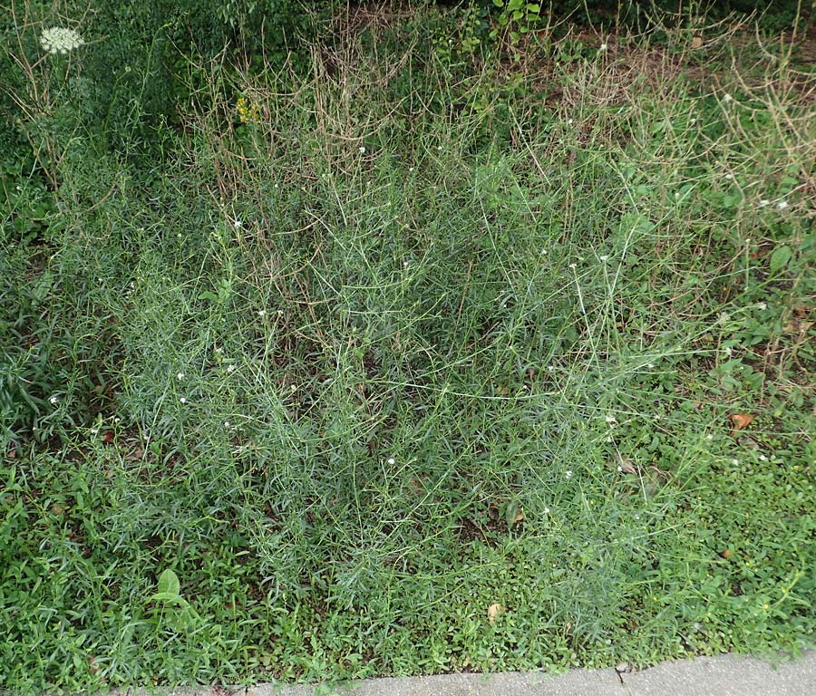 Lepidium graminifolium \ Grasbl�ttrige Kresse / Tall Pepperwort, D Heidelberg 11.7.2021