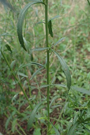 Lepidium graminifolium \ Grasbl�ttrige Kresse / Tall Pepperwort, D Heidelberg 11.7.2021
