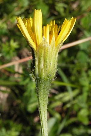 Leontodon hispidus \ Rauer L�wenzahn, Steifhaariges Milchkraut / Rough Hawkbit, D Schwarzwald/Black-Forest, Reichental 7.7.2012
