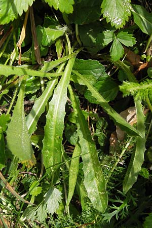 Leontodon hispidus \ Rauer L�wenzahn, Steifhaariges Milchkraut / Rough Hawkbit, D Schwarzwald/Black-Forest, Reichental 7.7.2012