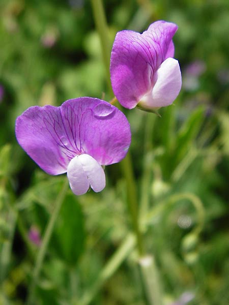 Lathyrus hirsutus \ Behaartfr�chtige Platterbse / Hairy Vetchling, D Brackenheim 30.5.2015