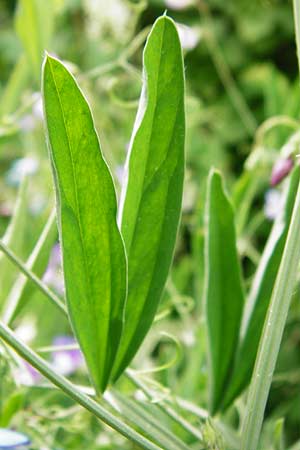 Lathyrus hirsutus \ Behaartfr�chtige Platterbse / Hairy Vetchling, D Brackenheim 30.5.2015