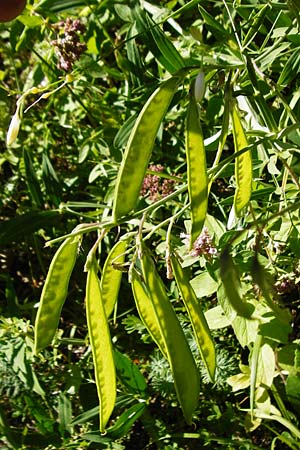 Lathyrus heterophyllus \ Verschiedenbl�ttrige Platterbse / Norfolk Everlasting Vetchling, D M&uuml;hlheim an der Donau 25.7.2015