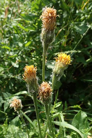 Leontodon hispidus \ Rauer L�wenzahn, Steifhaariges Milchkraut / Rough Hawkbit, D Weinheim an der Bergstra&szlig;e 15.6.2015