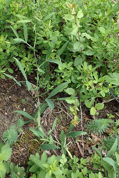 Lathyrus heterophyllus \ Verschiedenbl�ttrige Platterbse / Norfolk Everlasting Vetchling, D M&uuml;hlheim an der Donau 20.6.2015