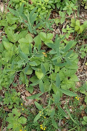 Lathyrus heterophyllus \ Verschiedenbl�ttrige Platterbse / Norfolk Everlasting Vetchling, D M&uuml;hlheim an der Donau 20.6.2015