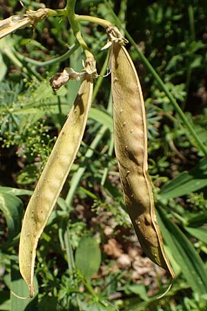 Lathyrus heterophyllus \ Verschiedenbl�ttrige Platterbse / Norfolk Everlasting Vetchling, D M&uuml;hlheim an der Donau 25.7.2015