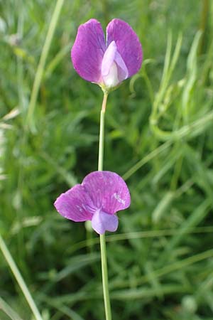 Lathyrus hirsutus \ Behaartfr�chtige Platterbse / Hairy Vetchling, D Neuleiningen 15.6.2016