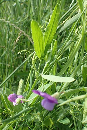 Lathyrus hirsutus \ Behaartfr�chtige Platterbse / Hairy Vetchling, D Neuleiningen 15.6.2016
