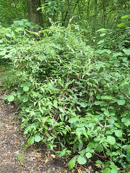 Lonicera henryi \ Immergr�nes Gei�blatt / Henry's Honeysuckle, D Wiesloch 30.4.2018