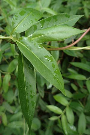 Lonicera henryi \ Immergr�nes Gei�blatt / Henry's Honeysuckle, D Wiesloch 30.4.2018