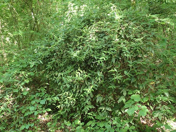 Lonicera henryi \ Immergr�nes Gei�blatt / Henry's Honeysuckle, D Wiesloch 30.4.2018
