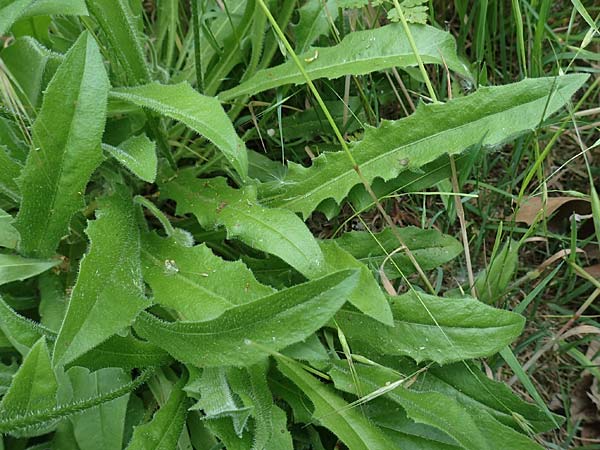 Leontodon hispidus \ Rauer L�wenzahn, Steifhaariges Milchkraut / Rough Hawkbit, D Miltenberg 13.5.2018