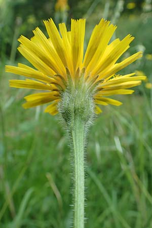 Leontodon hispidus \ Rauer L�wenzahn, Steifhaariges Milchkraut / Rough Hawkbit, D Miltenberg 13.5.2018
