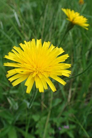 Leontodon hispidus \ Rauer L�wenzahn, Steifhaariges Milchkraut / Rough Hawkbit, D Miltenberg 13.5.2018