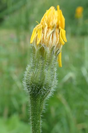 Leontodon hispidus \ Rauer L�wenzahn, Steifhaariges Milchkraut / Rough Hawkbit, D Miltenberg 13.5.2018