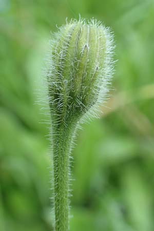 Leontodon hispidus \ Rauer L�wenzahn, Steifhaariges Milchkraut / Rough Hawkbit, D Miltenberg 13.5.2018