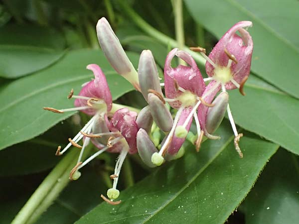 Lonicera henryi \ Immergr�nes Gei�blatt / Henry's Honeysuckle, D Wiesloch 2.6.2018