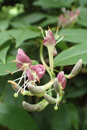 Lonicera henryi \ Immergr�nes Gei�blatt / Henry's Honeysuckle, D Wiesloch 2.6.2018