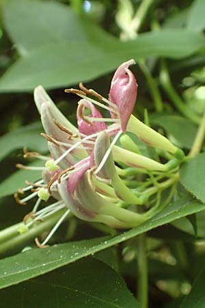 Lonicera henryi \ Immergr�nes Gei�blatt / Henry's Honeysuckle, D Wiesloch 2.6.2018
