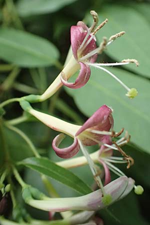 Lonicera henryi \ Immergr�nes Gei�blatt / Henry's Honeysuckle, D Wiesloch 2.6.2018