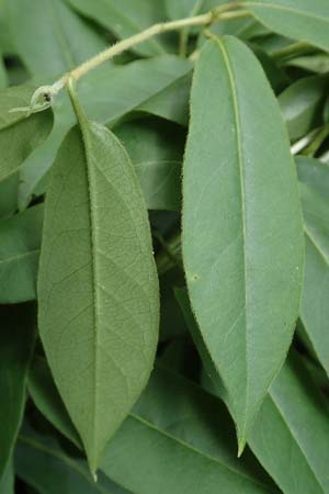 Lonicera henryi \ Immergr�nes Gei�blatt / Henry's Honeysuckle, D Wiesloch 2.6.2018