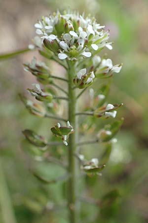 Lepidium heterophyllum \ Verschiedenbl�ttrige Kresse / Purpleanther Field Pepperweed, Smith's Pepperwort, D Frankfurt Airport 19.5.2019