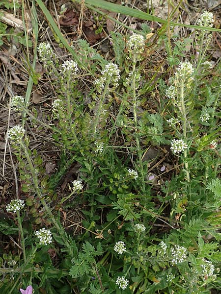 Lepidium heterophyllum \ Verschiedenbl�ttrige Kresse / Purpleanther Field Pepperweed, Smith's Pepperwort, D Frankfurt Airport 19.5.2019