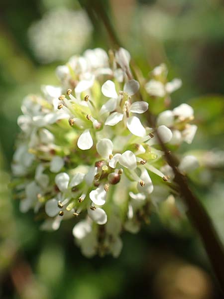 Lepidium heterophyllum \ Verschiedenbl�ttrige Kresse / Purpleanther Field Pepperweed, Smith's Pepperwort, D Frankfurt Airport 19.5.2019
