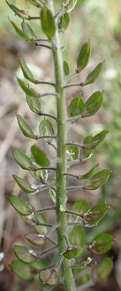 Lepidium heterophyllum \ Verschiedenbl�ttrige Kresse / Purpleanther Field Pepperweed, Smith's Pepperwort, D Frankfurt Airport 19.5.2019