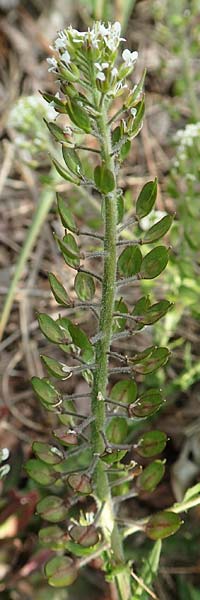 Lepidium heterophyllum \ Verschiedenbl�ttrige Kresse / Purpleanther Field Pepperweed, Smith's Pepperwort, D Frankfurt Airport 19.5.2019