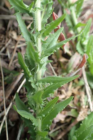 Lepidium heterophyllum \ Verschiedenbl�ttrige Kresse / Purpleanther Field Pepperweed, Smith's Pepperwort, D Frankfurt Airport 19.5.2019