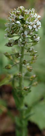 Lepidium heterophyllum \ Verschiedenbl�ttrige Kresse / Purpleanther Field Pepperweed, Smith's Pepperwort, D Odenwald, W&uuml;nschmichelbach 12.5.2021