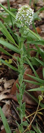 Lepidium heterophyllum \ Verschiedenbl�ttrige Kresse / Purpleanther Field Pepperweed, Smith's Pepperwort, D Odenwald, W&uuml;nschmichelbach 12.5.2021