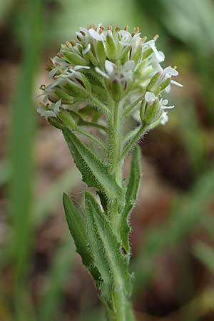 Lepidium heterophyllum \ Verschiedenbl�ttrige Kresse / Purpleanther Field Pepperweed, Smith's Pepperwort, D Odenwald, W&uuml;nschmichelbach 12.5.2021