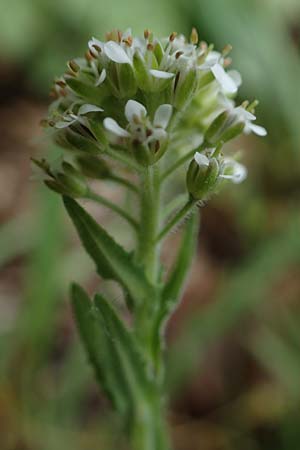 Lepidium heterophyllum \ Verschiedenbl�ttrige Kresse / Purpleanther Field Pepperweed, Smith's Pepperwort, D Odenwald, W&uuml;nschmichelbach 12.5.2021