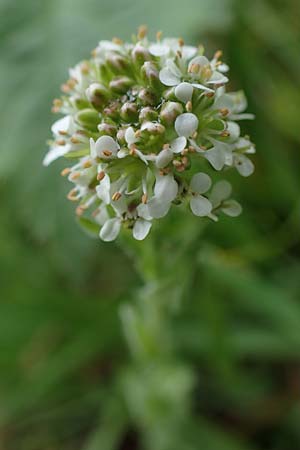Lepidium heterophyllum \ Verschiedenbl�ttrige Kresse / Purpleanther Field Pepperweed, Smith's Pepperwort, D Odenwald, W&uuml;nschmichelbach 12.5.2021