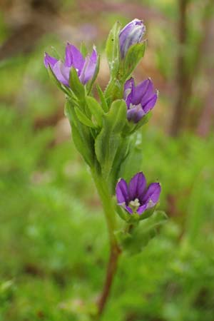 Legousia hybrida, Kleiner Frauenspiegel