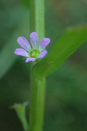 Lythrum hyssopifolia \ Ysopbl�ttriger Weiderich / Hyssop Loosestrife, D Schutterwald 1.10.2021
