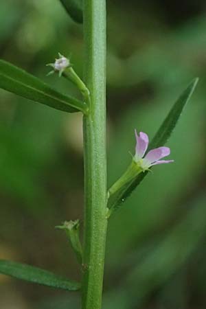 Lythrum hyssopifolia \ Ysopbl�ttriger Weiderich / Hyssop Loosestrife, D Schutterwald 1.10.2021